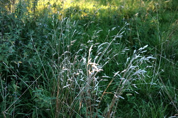 Grüne Wiese im Sonnenschein im Herbst auf dem Lande am Waldrand an einem alten Bauernhof in...