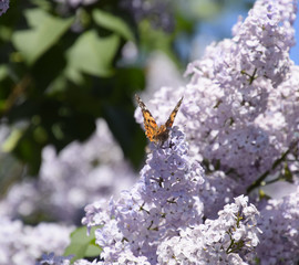 Butterfly Vanessa cardui on lilac flowers. Pollination blooming