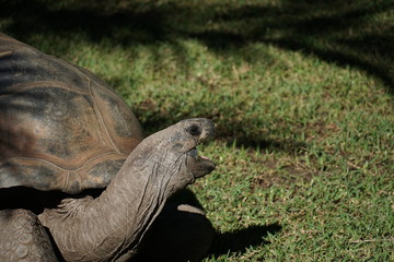 Obraz premium Aldabra tortoise