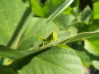 Obraz premium バッタ 幼体 grasshopper