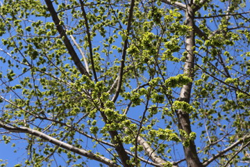  Maples bloom in spring in the park