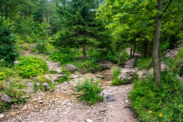 Leśna ścieżka © Piotr