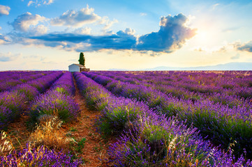 Lavender fields at sunrise near Valensole, Provence, France. Beautiful summer landscape