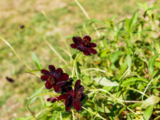 (Cosmos atrosanguineus) Dunkelrot Schokoladen-Kosmee oder duft-schokoladen-blume