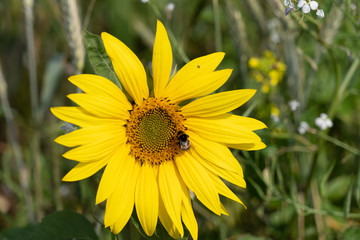 large close up view of sun flowers with bees pollinating on sunny august day in hertfordshire england