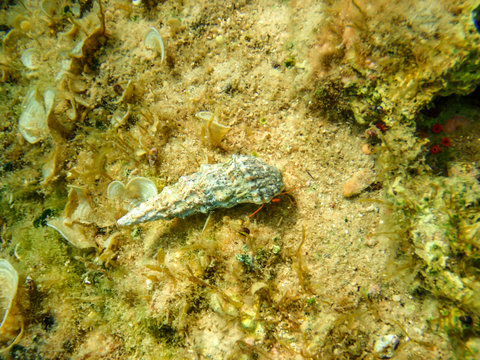 Hermit crab, walking peacefully on the sea bottom, carrying it's house. The shellfish is relatively small and red. The shell is crescent, giving the perfect protection to a little creature.