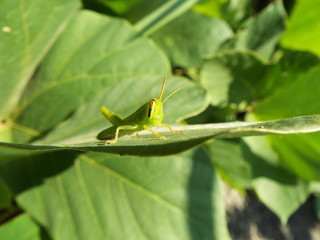 バッタ 幼体 grasshopper