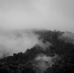 Fog  on Trees in a Forest in the mountains