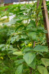 Long bean plants in growth at vegetable garden.