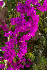 Beautiful Purple Flowers