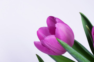 Fototapeta premium tulip