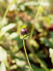 Schokoladen-Kosmee. Detailansicht (Cosmos atrosanguineus)
