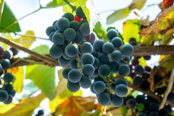 Large bunch of grapes Isabella hang from a vine, Close Up of red wine grapes.