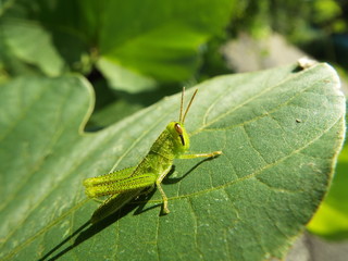 バッタ 幼体 grasshopper