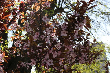  Bright pink flowers bloomed on a peach tree