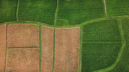 Corn in the field. Agriculture and farming concept