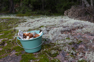 Bucket with mushrooms in forest