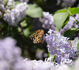 Butterfly Vanessa cardui on lilac flowers. Pollination blooming