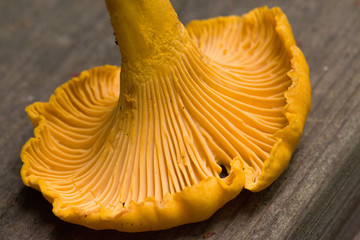 Detail of chanterelle mushroom