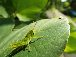 バッタ 幼体 grasshopper