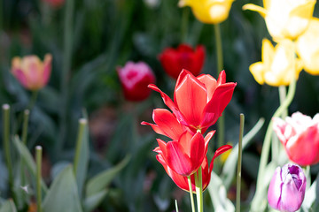 Naklejka premium Bright red tulip flower. Closeup tulip flowers grow in the field. Different flowers are yellow.