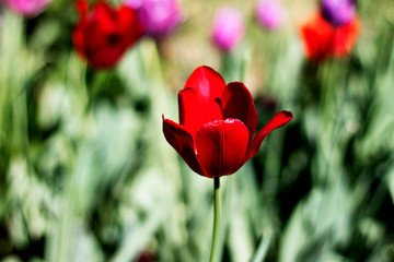 Obraz premium Red dark tulip flower close-up. One flower grows in a field with a blurred.