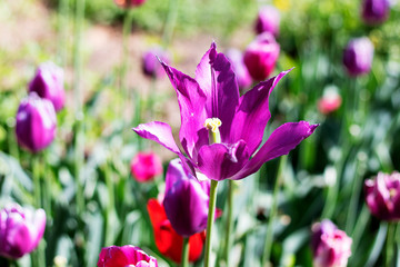 Purple tulip flower blossomed with leaves, pestle closeup. A large purple flower with white stripes grows in a field.
