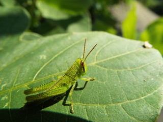 バッタ 幼体 grasshopper