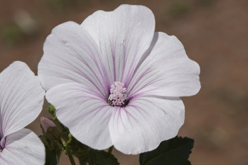 Lavatera trimestris annual, rose, royal or regal mallow large size flower pale pink