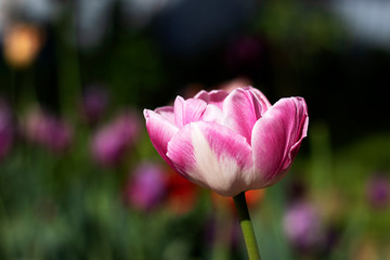 Pink tulip flower with white veins closeup in nature. A flower grows in a field.