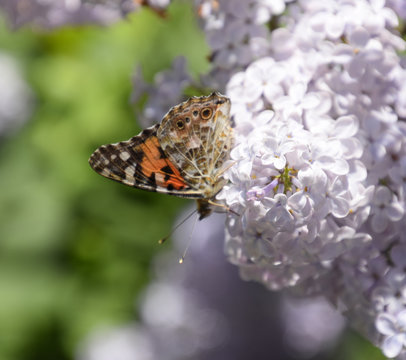 Butterfly Vanessa cardui on lilac flowers. Pollination blooming