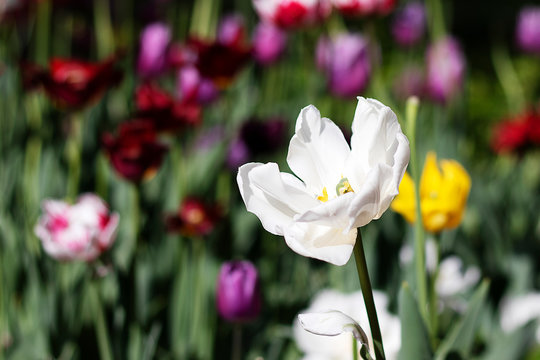 Bright white tulip flower closeup alone in the field. Tulip flowers.