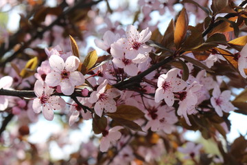  Bright pink flowers bloomed on a peach tree