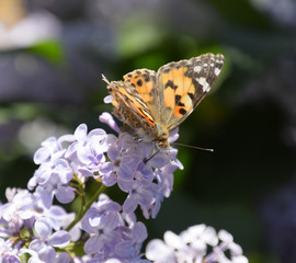 Butterfly Vanessa cardui on lilac flowers. Pollination blooming