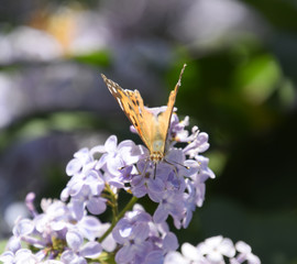 Butterfly Vanessa cardui on lilac flowers. Pollination blooming