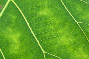 Close Up Of Green Leaf Texture