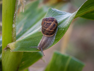 Schnecke in der Maispflanze