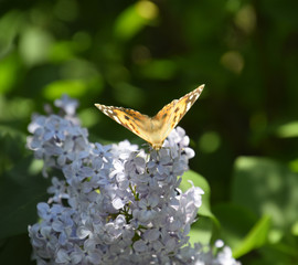 Butterfly Vanessa cardui on lilac flowers. Pollination blooming