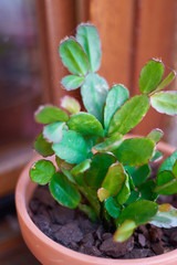 Desertic plant growing on a flower pot