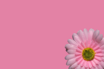Gerber's pink flower on a pink background