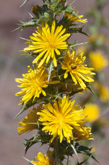 Scolymus hispanicus the common golden or Spanish oyster thistle edible plant with yellow flowers called tagarnina in Spain