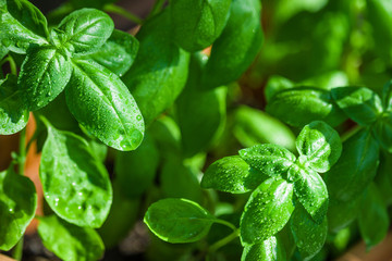 fresh growing basil plant  covering water drops close up 