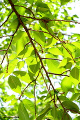夏の公園の桜の葉