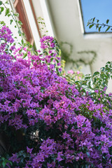 Purple group of flowers (dicotyledoneae)