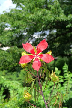 Scarlet Rose Mallow Images Browse 216 Stock Photos Vectors And Video Adobe Stock