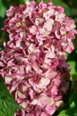 Hydrangea, hortenses growing on a natural environment