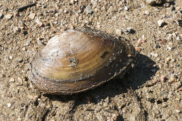 A freshwater mussel species found on the shore of a reservoir after lowering the water level