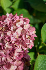 Hydrangea, hortenses growing on a natural environment