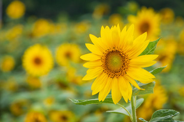 Fototapeta premium Refreshing in Aomori Prefecture, Japan