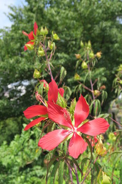 Scarlet Rose Mallow Images Browse 216 Stock Photos Vectors And Video Adobe Stock
